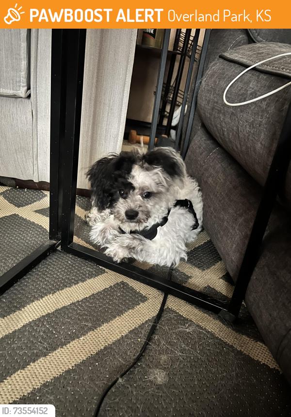 Found/Stray Male Dog last seen 87th and Robinson st, Overland Park, KS 66212