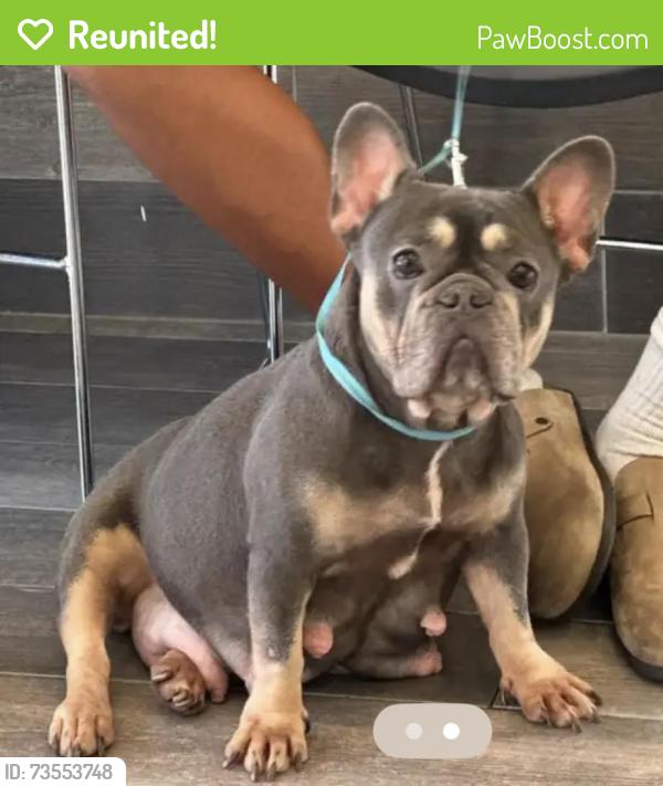 Reunited Female Dog last seen Pocatello Dr / Gallatin Ln, Tomball, TX 77377