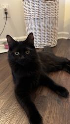 Lost Female Cat last seen Coachman Cir and snapfinger, Charlotte, NC 28277
