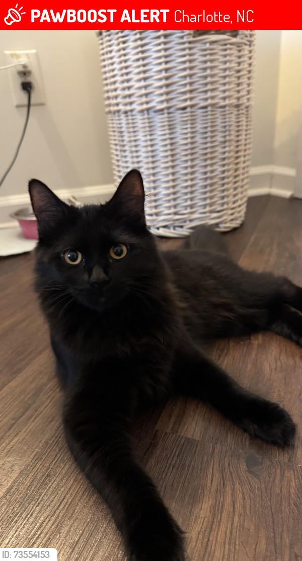 Lost Female Cat last seen Coachman Cir and snapfinger, Charlotte, NC 28277
