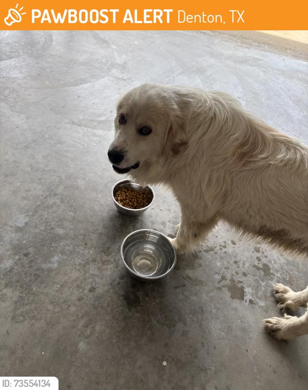 Found/Stray Male Dog last seen Ganzer Road, Denton, TX 76207