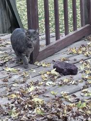 Found/Stray Female Cat last seen Fish lake, Jordan, MN 55352