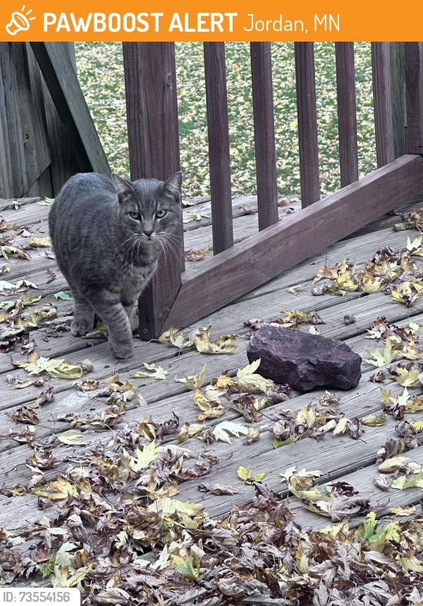 Found/Stray Female Cat last seen Fish lake, Jordan, MN 55352