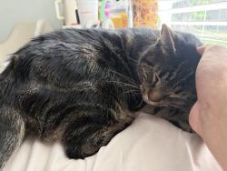 Reunited Male Cat last seen Near River Park Blvd, Orlando, FL 32817, USA, Orlando, FL 32817