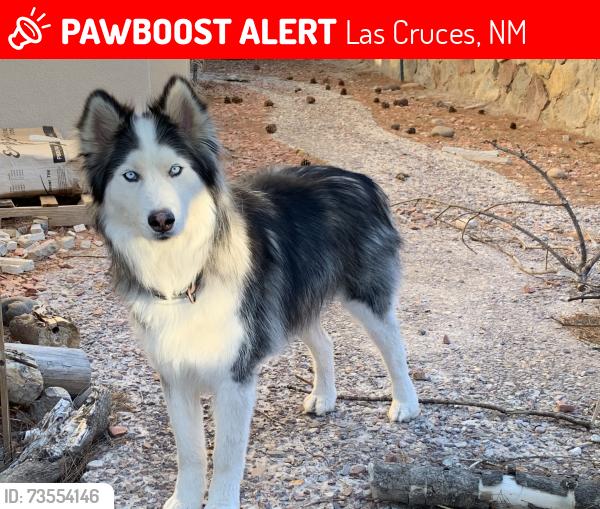 Lost Male Dog last seen Electra and reed hack, Las Cruces, NM 88012