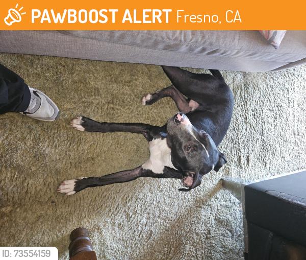 Found/Stray Male Dog last seen Clovis and Kings Canyon, Fresno, CA 93727
