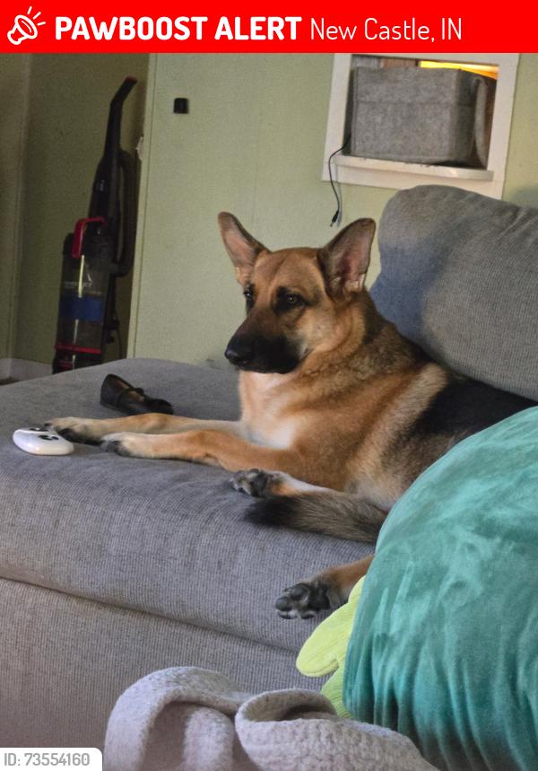 Lost Female Dog last seen Trojan Lane. Across from high school., New Castle, IN 47362