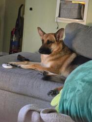 Lost Female Dog last seen Trojan Lane. Across from high school., New Castle, IN 47362