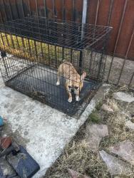 Lost Male Dog last seen Rosecrans and main, West Rancho Dominguez, CA 90061