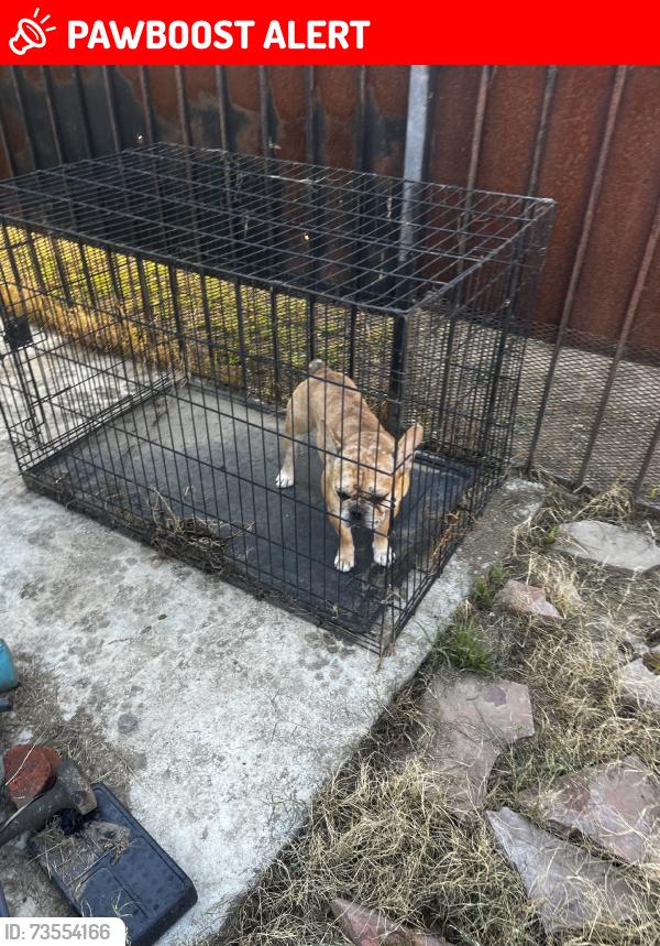 Lost Male Dog last seen Rosecrans and main, West Rancho Dominguez, CA 90061
