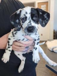 Shelter Stray Female Dog last seen , 11361 W Pico Blvd, Los Angeles, CA 90064, USA