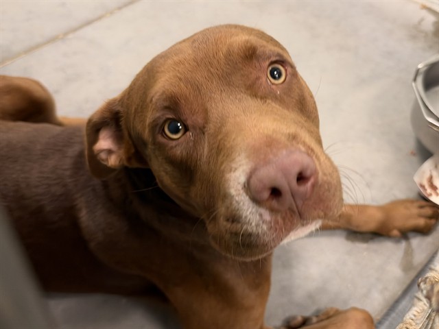 Shelter Stray Male Dog last seen CR19/CHERRY LAKE RD, GROVELAND, 12280 County Rd 448, Tavares, FL 32778, USA