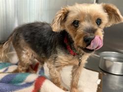 Shelter Stray Male Dog last seen HWY 27, CLERMONT, 12280 County Rd 448, Tavares, FL 32778, USA