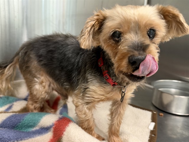 Shelter Stray Male Dog last seen HWY 27, CLERMONT, 12280 County Rd 448, Tavares, FL 32778, USA