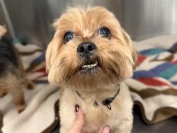 Shelter Stray Male Dog last seen HWY 27, CLERMONT, 12280 County Rd 448, Tavares, FL 32778, USA