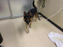 Shelter Stray Male Dog last seen Near BLOCK W SILVER SPRING DR, 3839 W Burnham St, West Milwaukee, WI 53215, USA