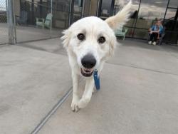 Shelter Stray Female Dog last seen Near BLOCK E 8TH AVE, DENVER CO 80203, 1241 W Bayaud Ave, Denver, CO 80223, USA