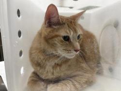 Shelter Stray Male Cat last seen Near BLOCK N 51ST ST, 3839 W Burnham St, West Milwaukee, WI 53215, USA