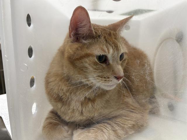 Shelter Stray Male Cat last seen Near BLOCK N 51ST ST, 3839 W Burnham St, West Milwaukee, WI 53215, USA