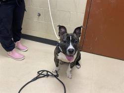 Shelter Stray Female Dog last seen ELREY/35TH BURNHAM, 3839 W Burnham St, West Milwaukee, WI 53215, USA