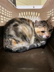 Shelter Stray Female Cat last seen Near BLOCK N WASHINGTON ST, DENVER CO 80203, 1241 W Bayaud Ave, Denver, CO 80223, USA