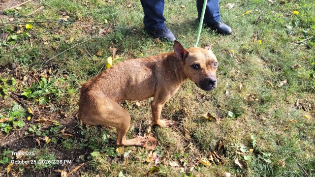 Shelter Stray Male Dog last seen Near BLOCK WOODMERE, DETROIT MI 48209, 1431 E Ferry St, Detroit, MI 48211, USA