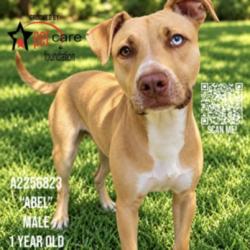 Shelter Stray Male Dog last seen , 3201 Lacy St, Los Angeles, CA 90031, USA