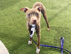 Shelter Stray Female Dog last seen 23RD AVE AND TUCKEY LN, 2500 S 27th Ave, Phoenix, AZ 85009, USA