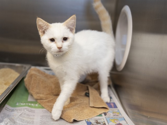 Shelter Stray Male Cat last seen Near BLOCK E 9TH AVE, 5501 E Van Buren St, Phoenix, AZ 85008, USA