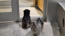 Shelter Stray Male Dog last seen , 3201 Lacy St, Los Angeles, CA 90031, USA
