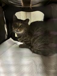 Shelter Stray Unknown Cat last seen Near BLOCK WALNUT ST, 12155 Park Blvd, Brighton, CO 80601, USA