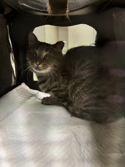 Shelter Stray Unknown Cat last seen Near BLOCK WALNUT ST, 12155 Park Blvd, Brighton, CO 80601, USA