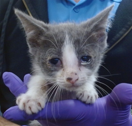 Shelter Stray Female Cat last seen Near BLOCK W OKEECHOBEE ROAD, 3599 NW 79th Ave, Doral, FL 33122, USA