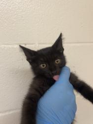 Shelter Stray Male Cat last seen BEECHWOOD AVE X AZALEA AVE, 333 Chandler Pl, San Bernardino, CA 92408, USA