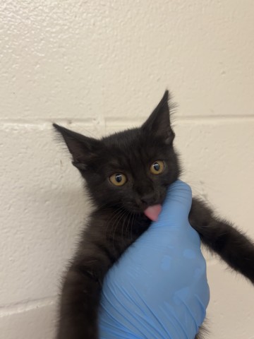 Shelter Stray Male Cat last seen BEECHWOOD AVE X AZALEA AVE, 333 Chandler Pl, San Bernardino, CA 92408, USA
