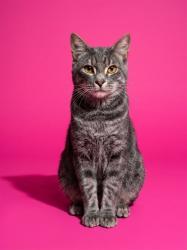 Shelter Stray Male Cat last seen MINDANAO DR, 2020 Forest St, Jacksonville, FL 32204, USA
