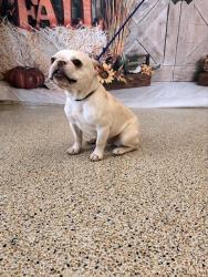 Shelter Stray Female Dog last seen NW 54 ST & 12 AVE, 3599 NW 79th Ave, Doral, FL 33122, USA