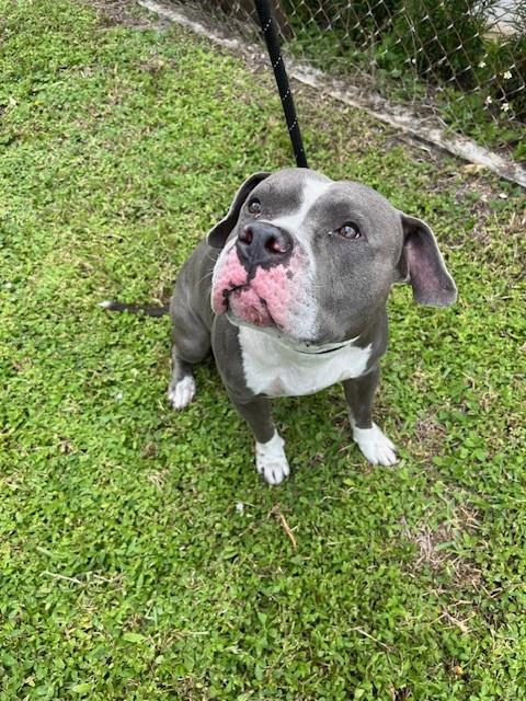 Shelter Stray Male Dog last seen Near BLOCK NW 51ST AVE, 3599 NW 79th Ave, Doral, FL 33122, USA