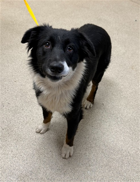 Shelter Stray Female Dog last seen Near BLOCK CHRIS CT, JURUPA VALLEY CA 92509, 6851 Van Buren Boulevard, Jurupa Valley, CA 92509, USA