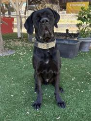 Shelter Stray Male Dog last seen , 31044 Charlie Canyon Rd, Castaic, CA 91384, USA