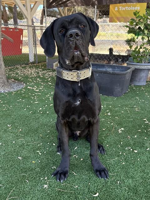 Shelter Stray Male Dog last seen , 31044 Charlie Canyon Rd, Castaic, CA 91384, USA