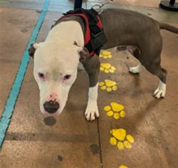 Shelter Stray Male Dog last seen , 14409 Vanowen St, Van Nuys, CA 91405, USA