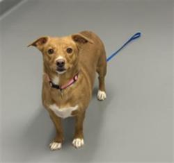 Shelter Stray Female Dog last seen Near BLOCK SANTA FE DR, LITTLETON, CO 80120, 4556 Castleton Ct, Castle Rock, CO 80109, USA