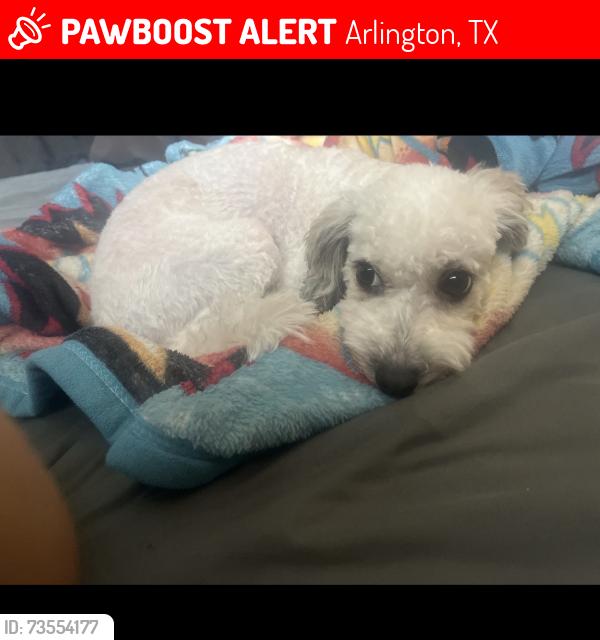 Lost Female Dog last seen Wabash ct & Timberview ln, Arlington, TX 76014