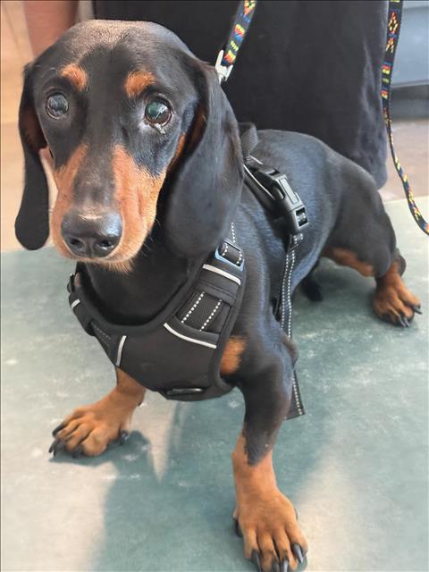Shelter Stray Male Dog last seen , West Valley Animal Shelter, 20655 Plummer St, Chatsworth, CA 91311, USA