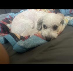 Lost Female Dog last seen Wabash ct & Timberview ln, Arlington, TX 76014