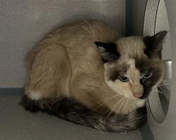 Shelter Stray Unknown Cat last seen ABANDON ON EDEN, 2600 NE Perry Ave, Peoria, IL 61603, USA