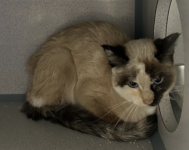 Shelter Stray Unknown Cat last seen ABANDON ON EDEN, 2600 NE Perry Ave, Peoria, IL 61603, USA
