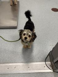 Shelter Stray Male Dog last seen Near, 5001 E Raymond St, Indianapolis, IN 46203, USA