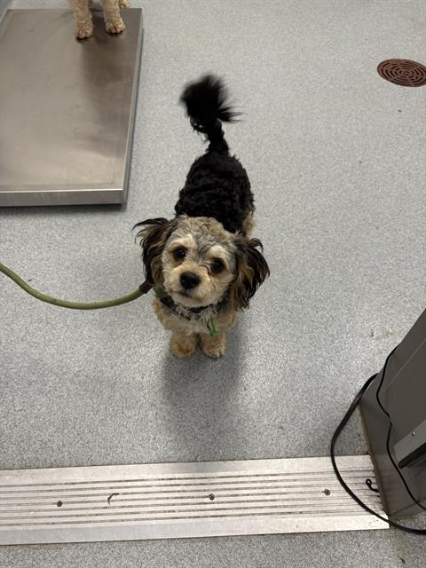 Shelter Stray Male Dog last seen Near, 5001 E Raymond St, Indianapolis, IN 46203, USA